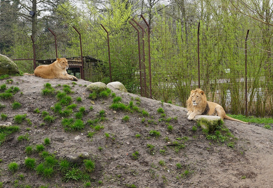 Odense Zoo in Denmark review