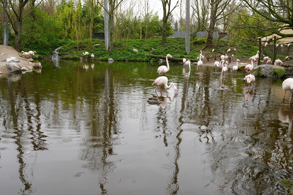 Odense Zoo in Denmark review